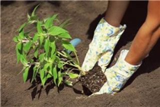 Gardening To Become Popular - lets-do-diy.com